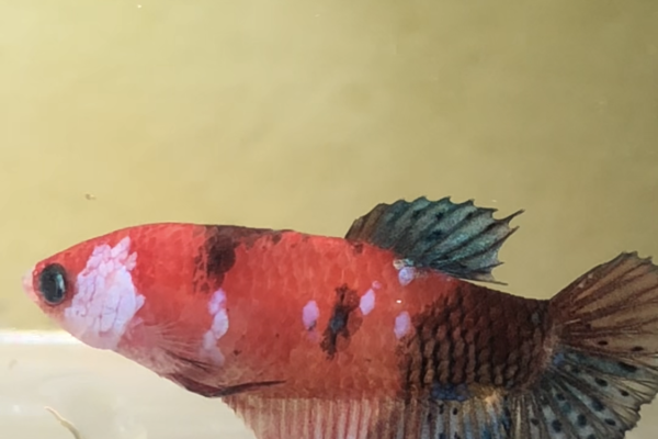 Betta splendens bettasplendens-657af6d6e52c0.png