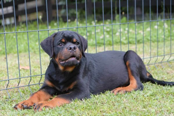 rottweiler cuccioli in vendita rottweilercuccioliinvendita.jpg