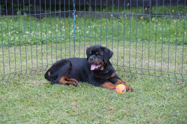 rottweiler cuccioli in vendita rottweilercuccioliinvendita1.jpg