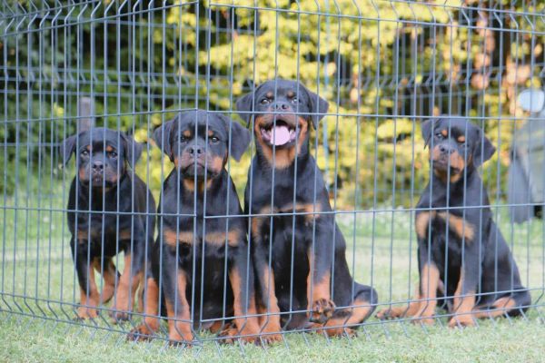 rottweiler cuccioli in vendita rottweilercuccioliinvendita12.jpg