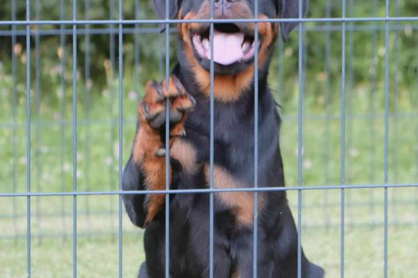rottweiler cuccioli in vendita rottweilercuccioliinvendita12345.jpg