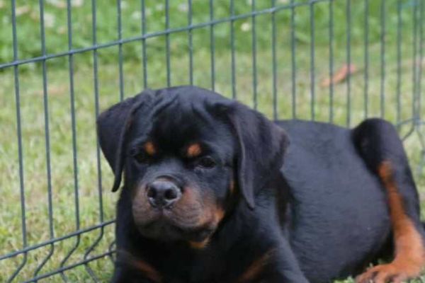 rottweiler cuccioli in vendita rottweilercuccioliinvendita123456.jpg