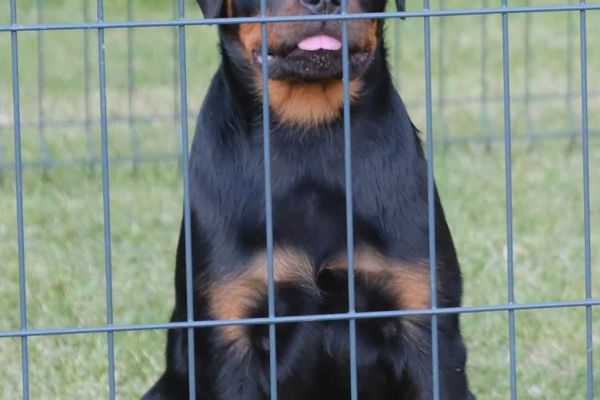 rottweiler cuccioli in vendita rottweilercuccioliinvendita12345678.jpg