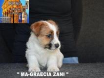 Jack Russell Terrier - Cuccioli Altamente Selezionati JackRussellTerrierCuccioliAltamenteSelezionati.jpg