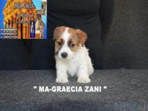 Jack Russell Terrier - Cuccioli Altamente Selezionati JackRussellTerrierCuccioliAltamenteSelezionati1.jpg