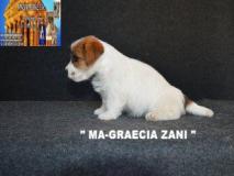 Jack Russell Terrier - Cuccioli Altamente Selezionati JackRussellTerrierCuccioliAltamenteSelezionati12.jpg