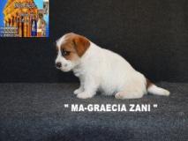 Jack Russell Terrier - Cuccioli Altamente Selezionati JackRussellTerrierCuccioliAltamenteSelezionati123.jpg