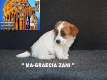 Jack Russell Terrier - Cuccioli Altamente Selezionati JackRussellTerrierCuccioliAltamenteSelezionati1234.jpg