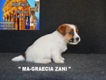 Jack Russell Terrier - Cuccioli Altamente Selezionati JackRussellTerrierCuccioliAltamenteSelezionati12345.jpg