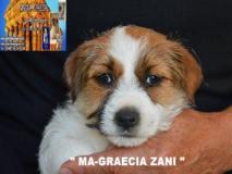 Jack Russell Terrier - Cuccioli Altamente Selezionati JackRussellTerrierCuccioliAltamenteSelezionati123456.jpg
