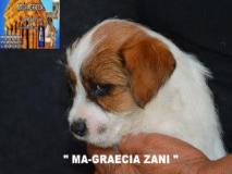 Jack Russell Terrier - Cuccioli Altamente Selezionati JackRussellTerrierCuccioliAltamenteSelezionati1234567.jpg