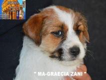 Jack Russell Terrier - Cuccioli Altamente Selezionati JackRussellTerrierCuccioliAltamenteSelezionati12345678.jpg