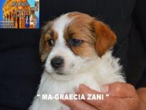 Jack Russell Terrier - Cuccioli Altamente Selezionati JackRussellTerrierCuccioliAltamenteSelezionati123456789.jpg