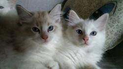 Ragdoll red e seal disponibili Ragdollredesealdisponibili.jpg