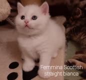 Gattini di razza Scottish Highland straight fold GattinidirazzaScottishHighlandstraightfold12.jpg