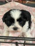 Cuccioli ShihTzu maschio e femmina CuccioliShihTzumaschioefemmina.jpg