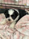 Cuccioli ShihTzu maschio e femmina CuccioliShihTzumaschioefemmina1.jpg