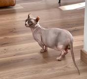 Sphynx, Elf, Bambino, Dwelf SphynxElfBambinoDwelf-622b1c6025c75.jpg