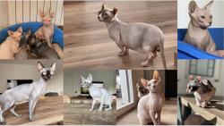 Sphynx, Elf, Bambino, Dwelf SphynxElfBambinoDwelf-622b1c62844fb.jpg