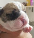 Cuccilli bulldog inglese Cuccillibulldoginglese1.jpg