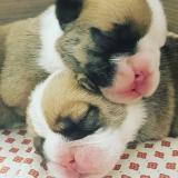 Cuccilli bulldog inglese Cuccillibulldoginglese12.jpg