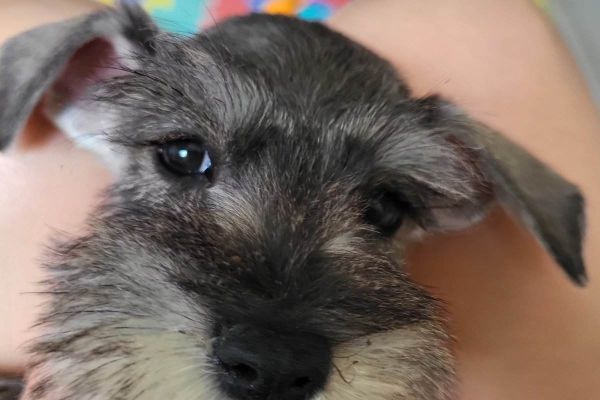 Schnauzer nano schnauzernano1.jpg