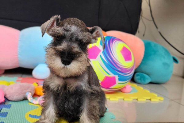 Schnauzer nano schnauzernano12.jpg