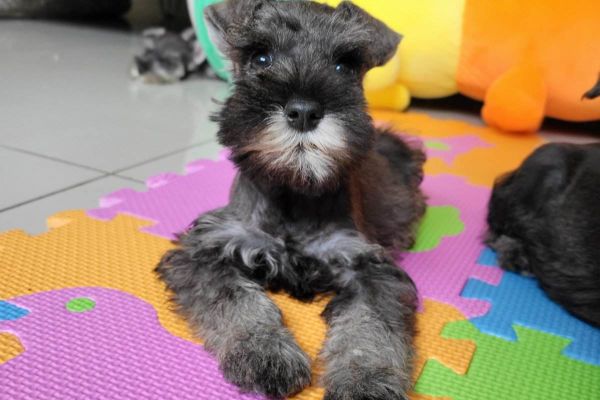 Schnauzer nano schnauzernano123.jpg