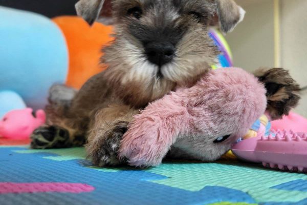 Schnauzer nano schnauzernano1234567.jpg
