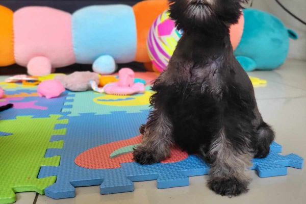 Schnauzer nano schnauzernano12345678.jpg