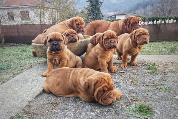 Dogue de bordeaux cuccioli doguedebordeauxcuccioli.jpeg