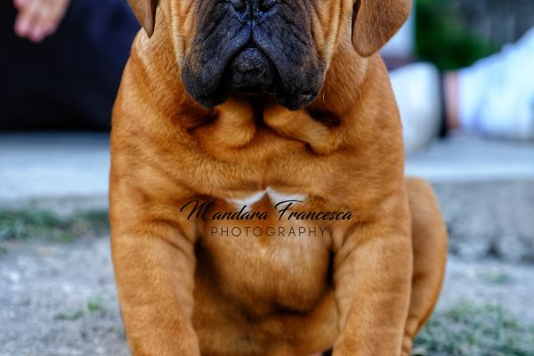 Dogue de bordeaux cuccioli doguedebordeauxcuccioli1.jpeg