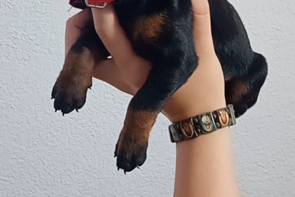 Dobermann cuccioli dobermanncuccioli.jpg