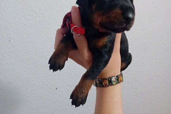 Dobermann cuccioli dobermanncuccioli1.jpg