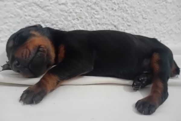 Dobermann cuccioli dobermanncuccioli12.jpg