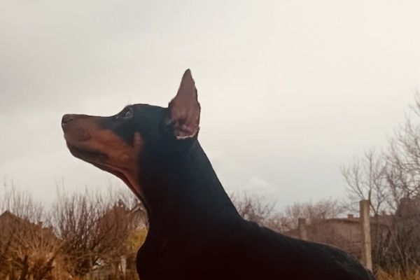 Dobermann cuccioli dobermanncuccioli123.jpg