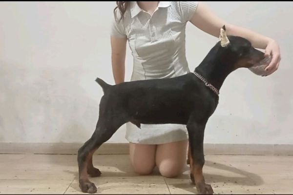 Dobermann cuccioli dobermanncuccioli1234567.jpg