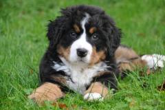 cuccioli di bovaro del bernese cucciolidibovarodelbernese.jpg