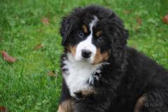 cuccioli di bovaro del bernese cucciolidibovarodelbernese1.jpg