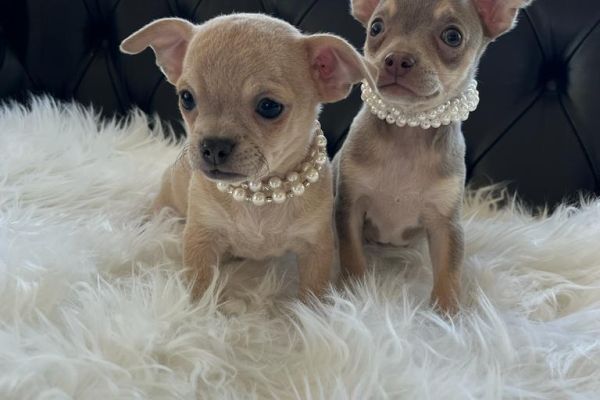Chihuahua toy chihuahuatoy1.jpeg
