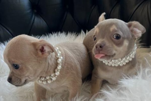 Chihuahua toy chihuahuatoy12.jpeg