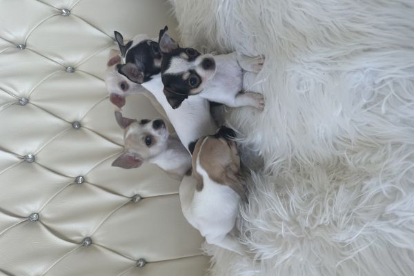 Chihuahua toy chihuahuatoy1234.jpeg