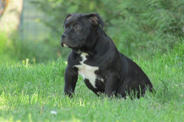 American Bully Amstaff americanbullyamstaff.jpg