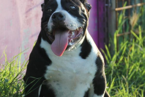 American Bully Amstaff americanbullyamstaff1.jpg
