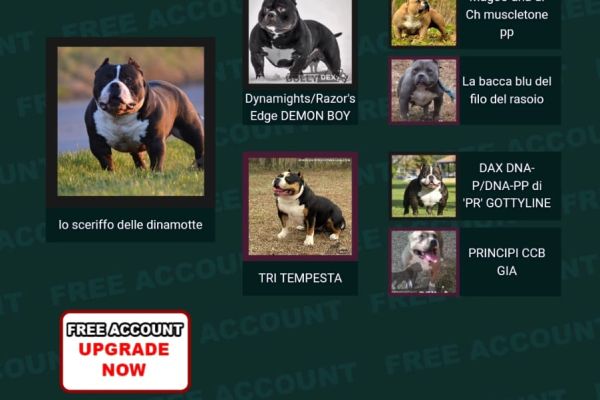American Bully Amstaff americanbullyamstaff12.jpg