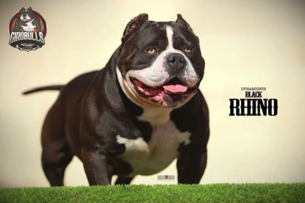 American Bully Amstaff americanbullyamstaff1234.jpg
