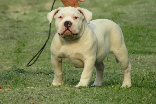 American Bully Amstaff americanbullyamstaff12345.jpg