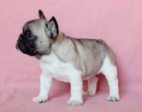 bulldogue francesi bulldoguefrancesi1234.jpg