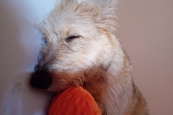 Cucciola cerca casa cucciolacercacasa1.jpg