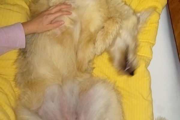 Cucciola cerca casa cucciolacercacasa12.jpg